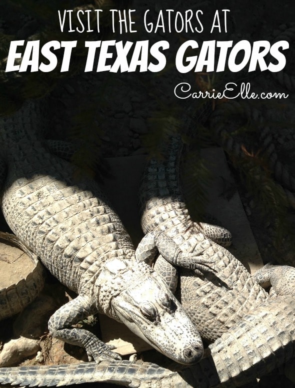 Visit the Alligators at East Texas Gators Carrie Elle