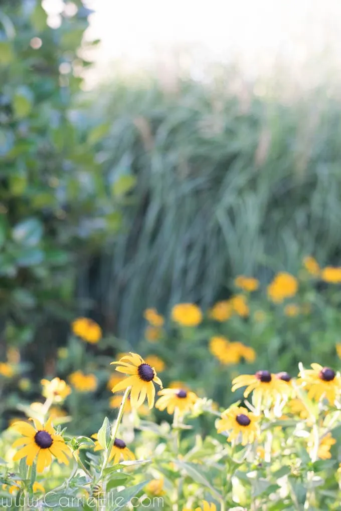 Black Eyed Susan