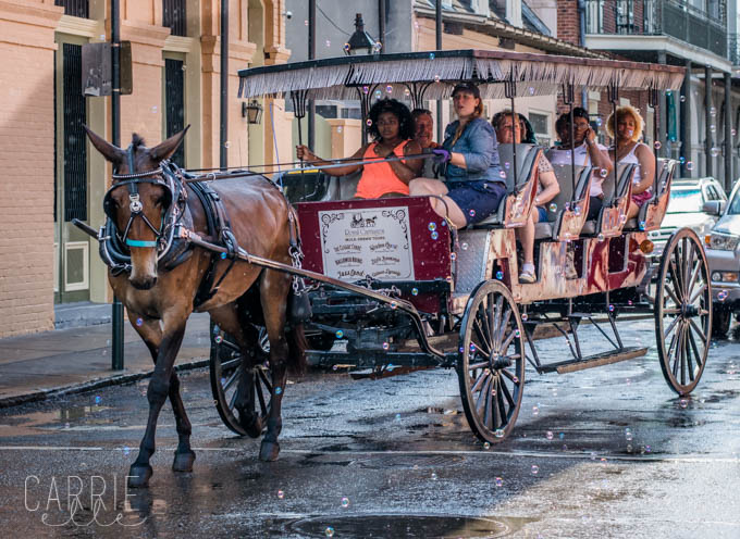 New Orleans Mule Tours