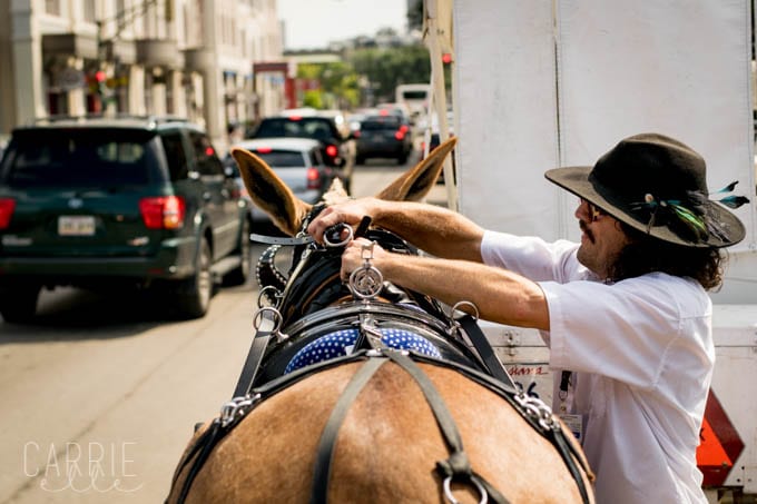 New Orleans Mule Tours