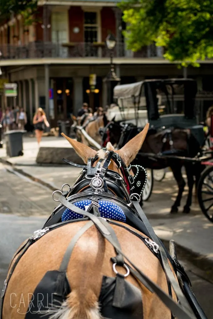 New Orleans Mule Tours