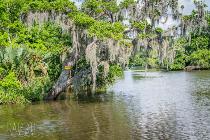 New Orleans Bayou