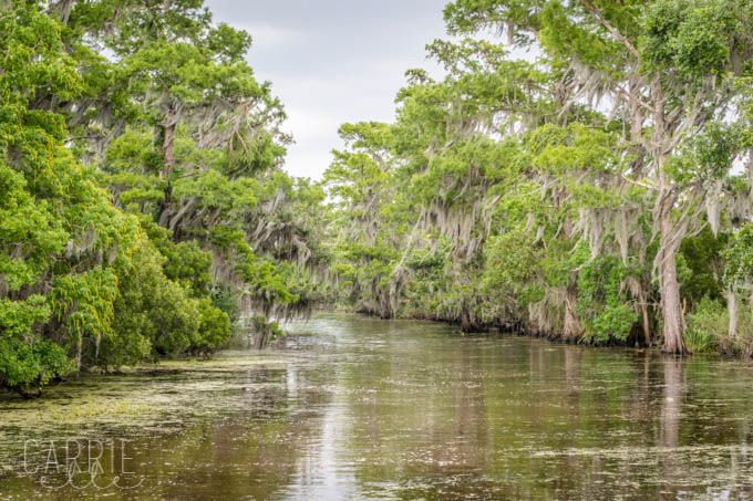 New Orleans Bayou