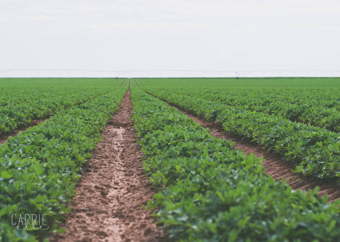 Lubbok Peanut Farm