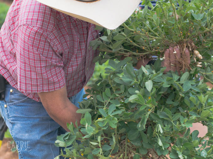 Henson Farms Lubbock