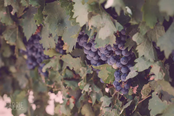 Lost Draw Vineyard