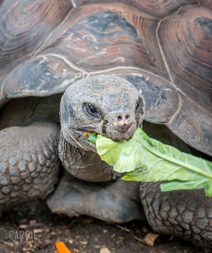 Galapagos Tortoise at Dallas Zoo