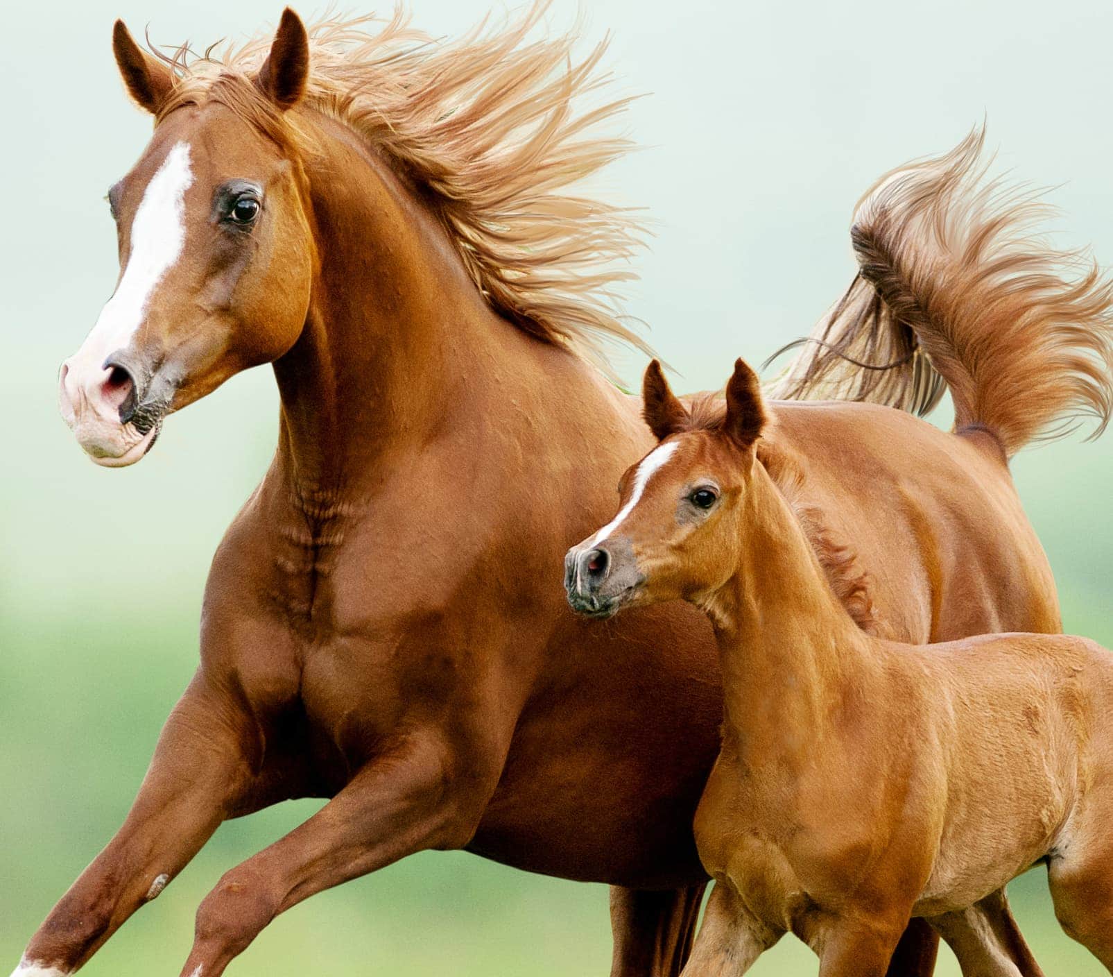 Horse tv sales shows on netflix