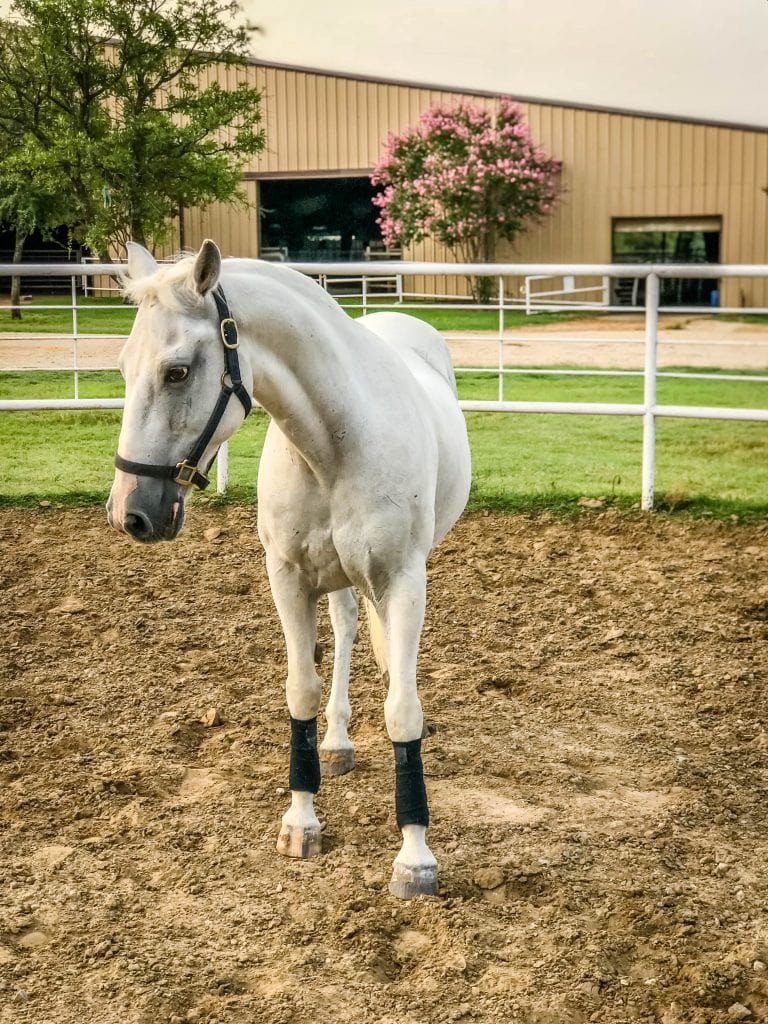 Seamus the Connemara Pony