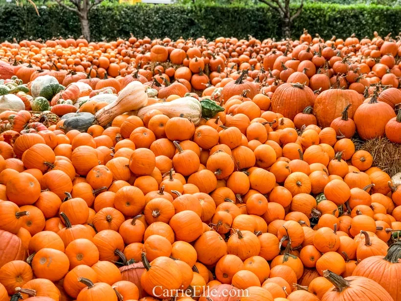 Pumpkin Village at the Dallas Arboretum