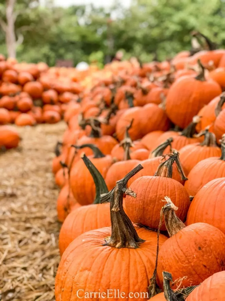 Pumpkin Village at the Dallas Arboretum