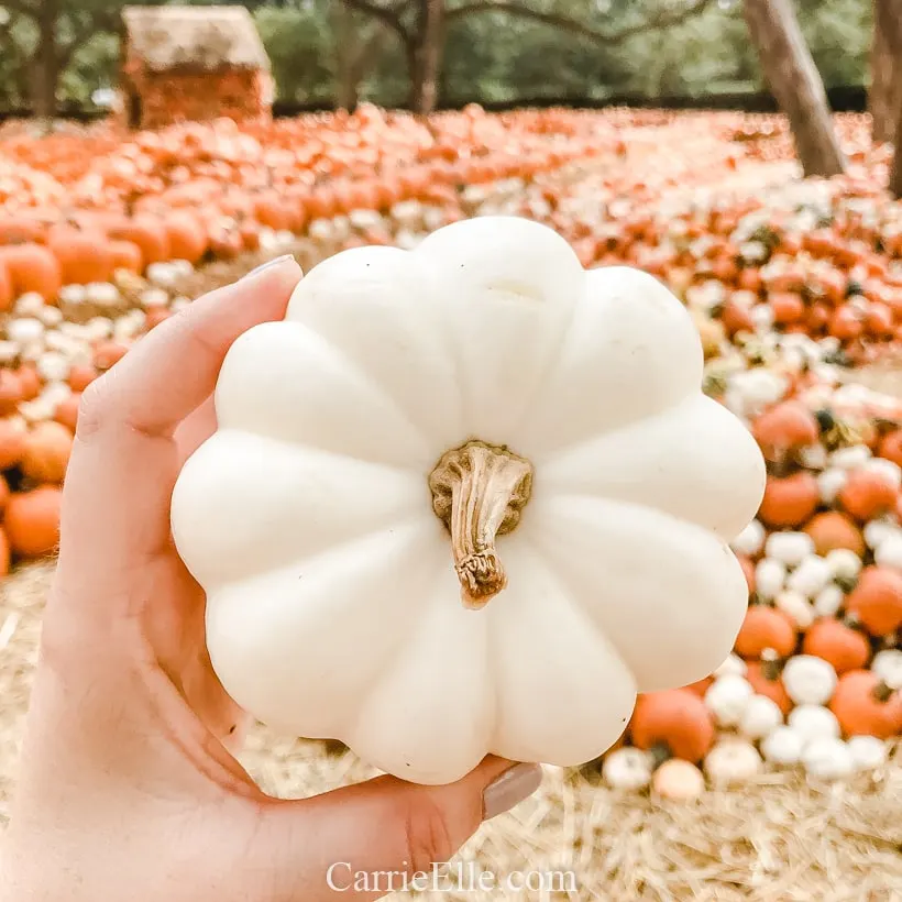 Pumpkin Village at the Dallas Arboretum