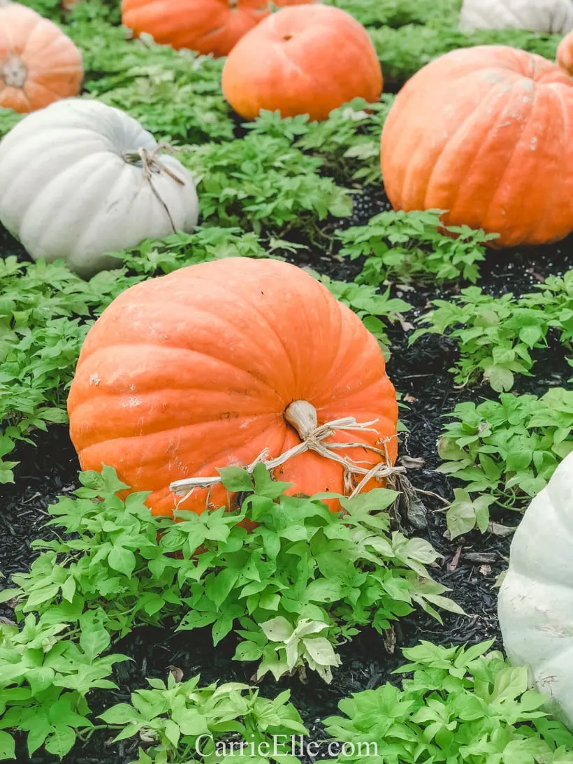 Pumpkin Village at the Dallas Arboretum