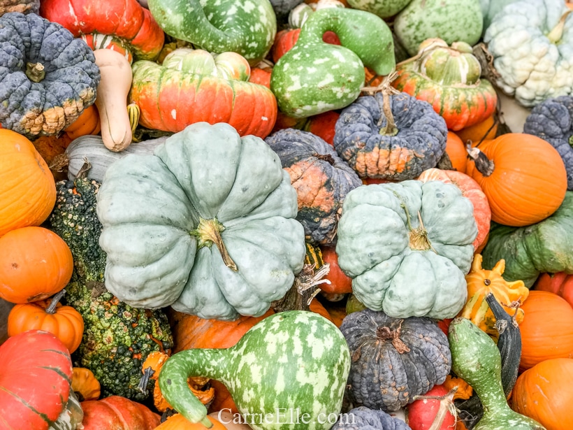 Pumpkin Village at the Dallas Arboretum