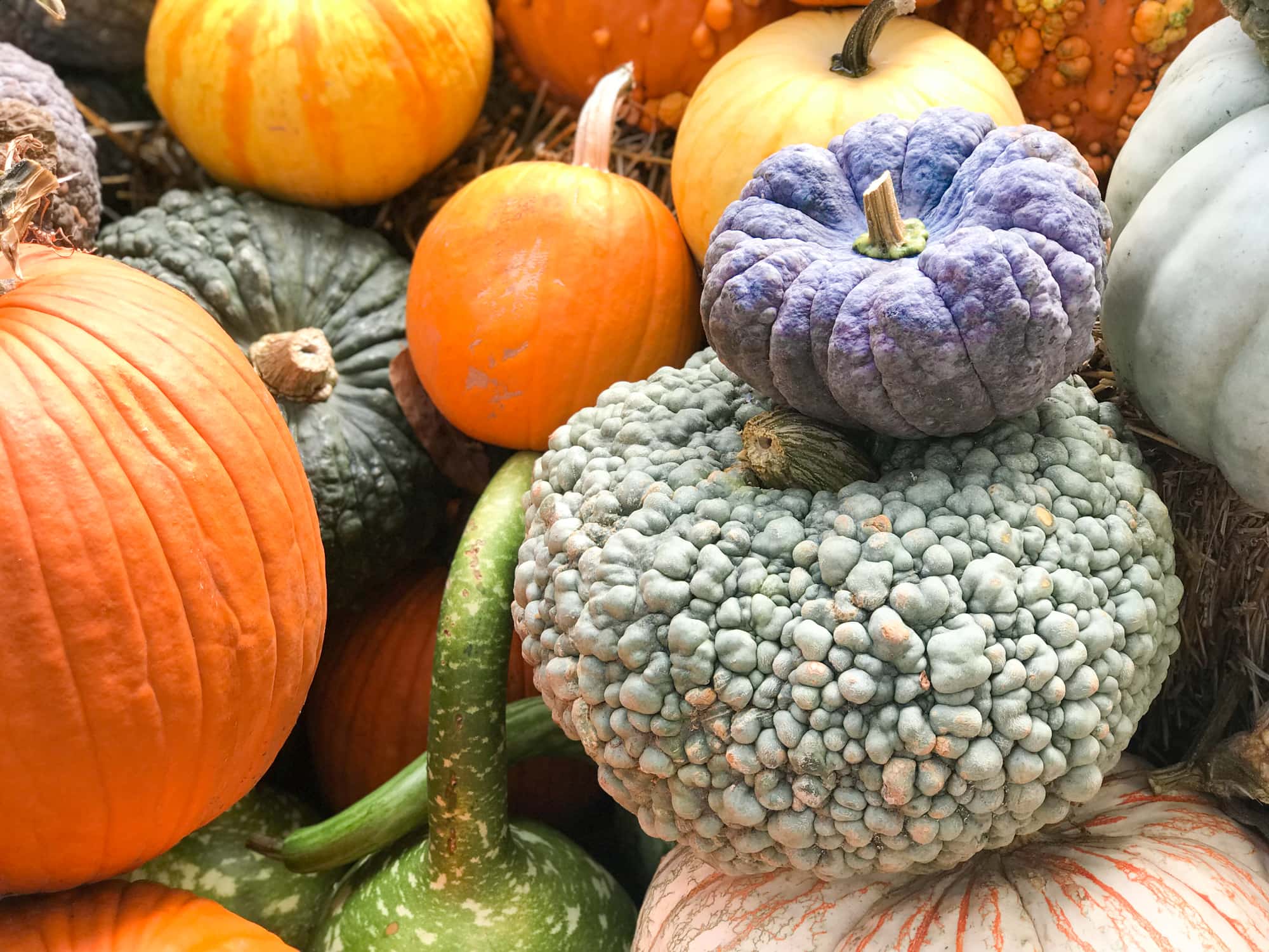 Pumpkin Village at the Dallas Arboretum