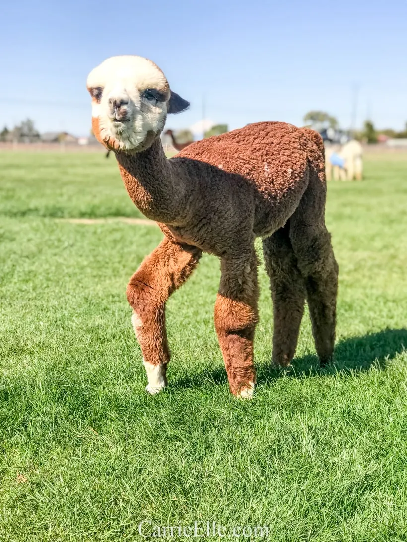 Crescent Moon Alpaca Farm