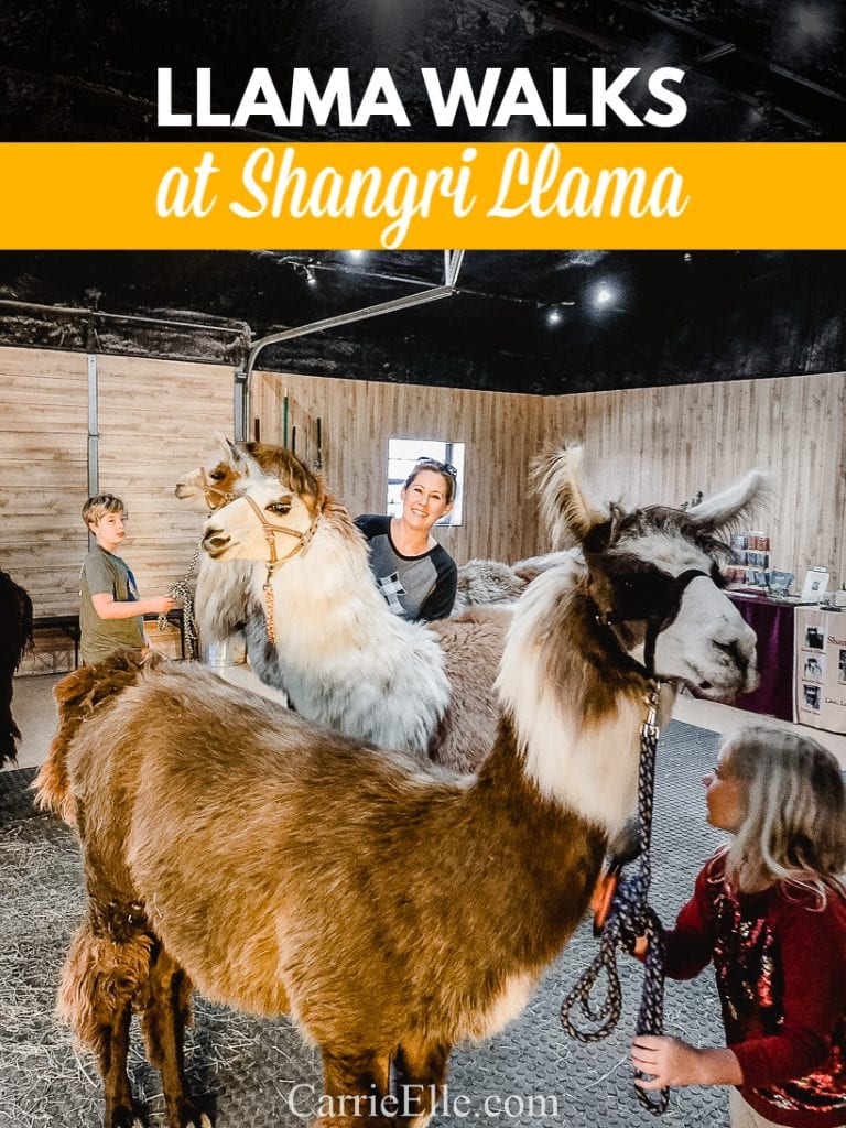 Shangri Llama Llama Walks